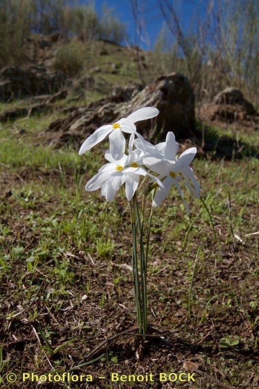 Narcisse d'automne 20