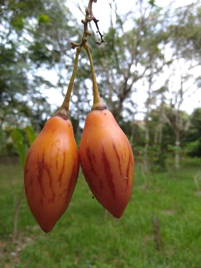 Baumtomate 2
