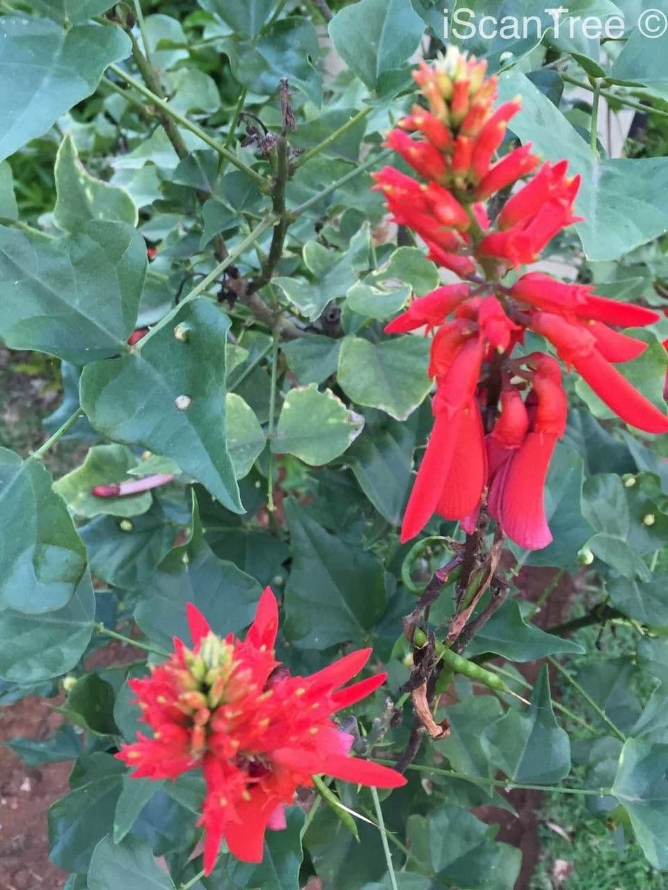 Erythrina 4