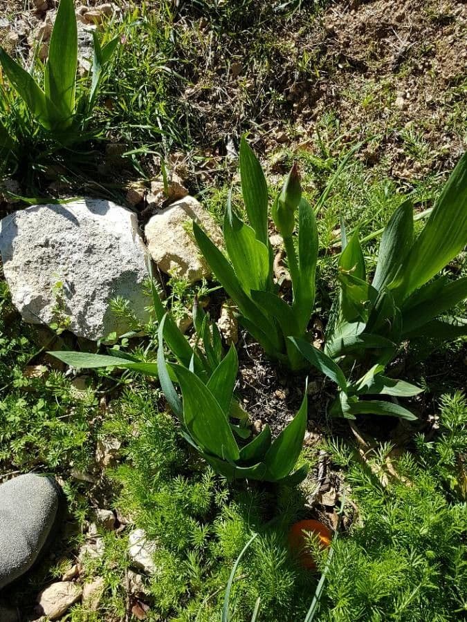 Iris 12