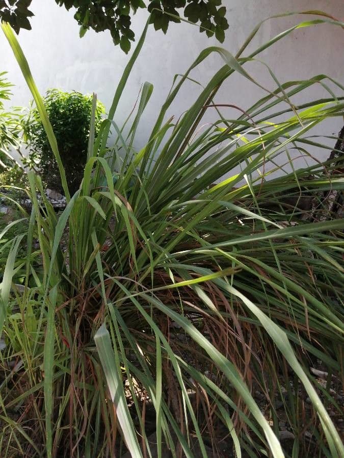 Cymbopogon nardus 8