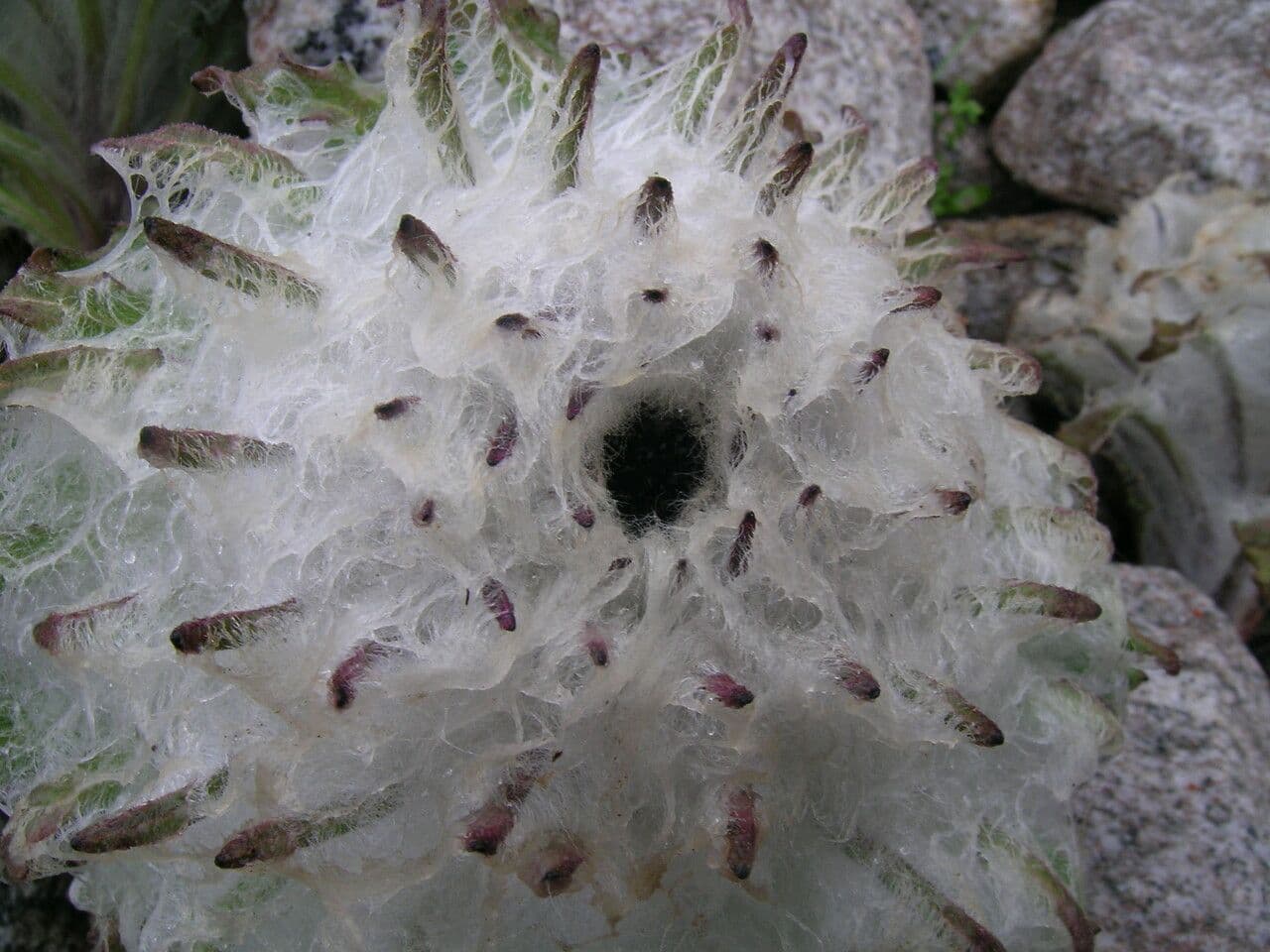 Saussurea 7