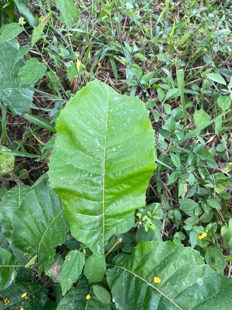 Cupania americká 9