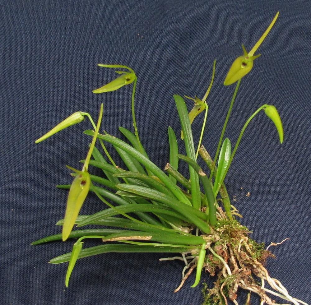 Barbosella 6