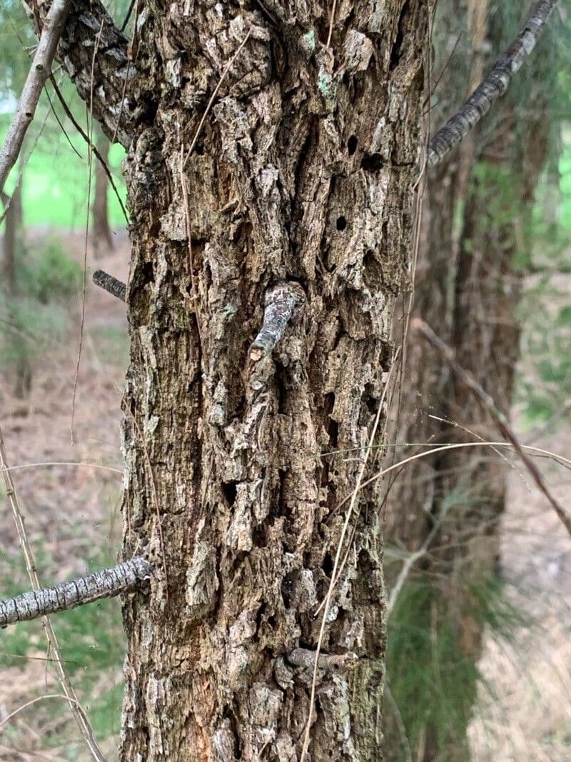 Alokazuarina torulosa 13