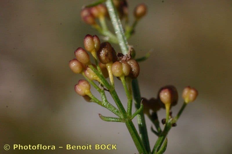 Rubia glauca 3