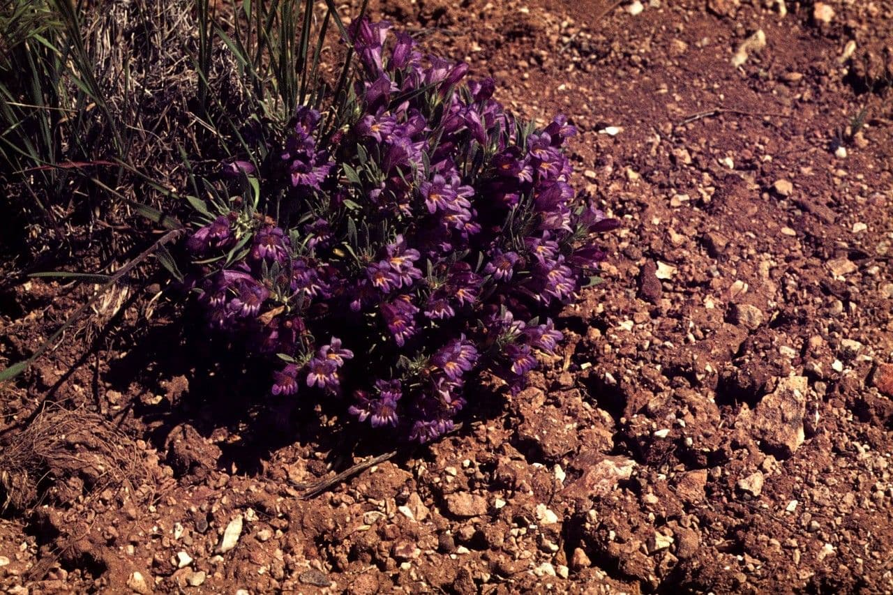 Penstemon 2