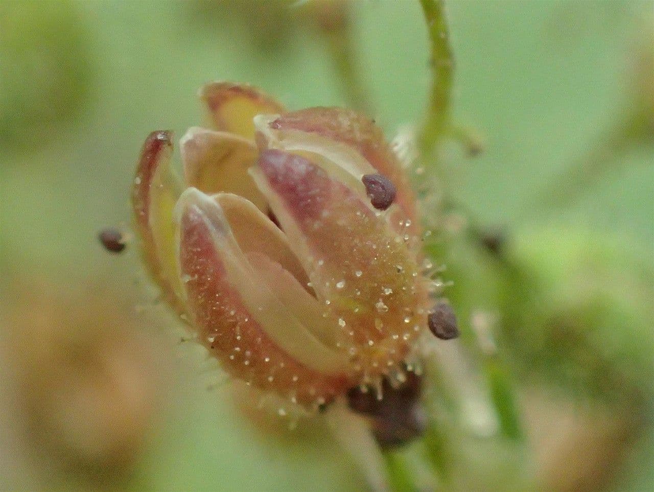Spergularia comune 6