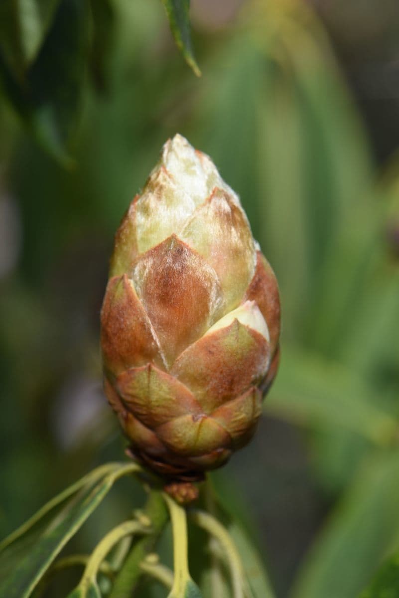 Różanecznik irroratum 14