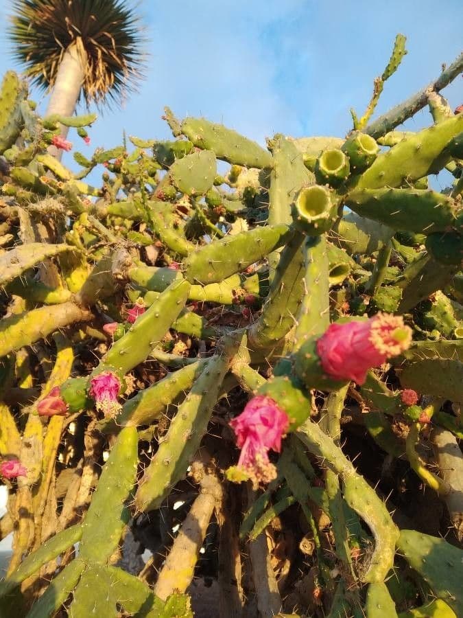 Opuntia a tre spine 7