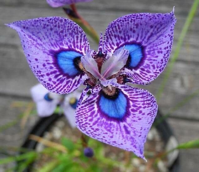 Moraea villosa 4