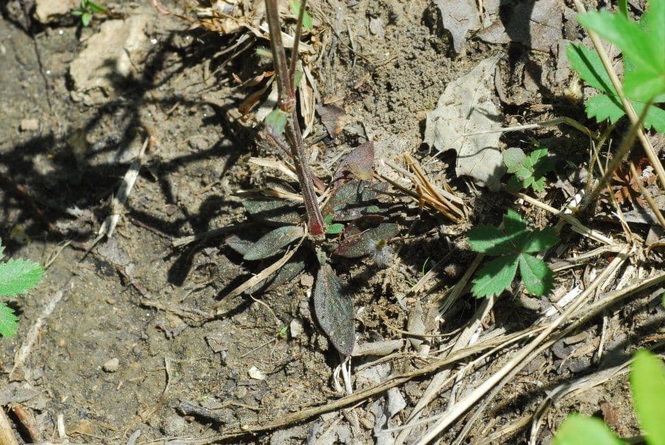 Langblättriges Sommerblühen 9