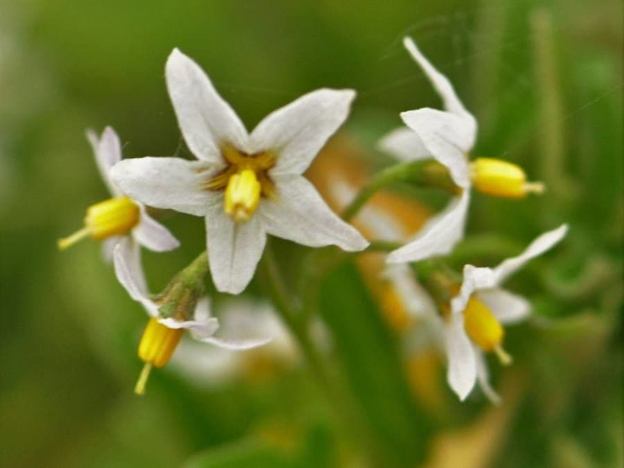 Solanum douglasii 8