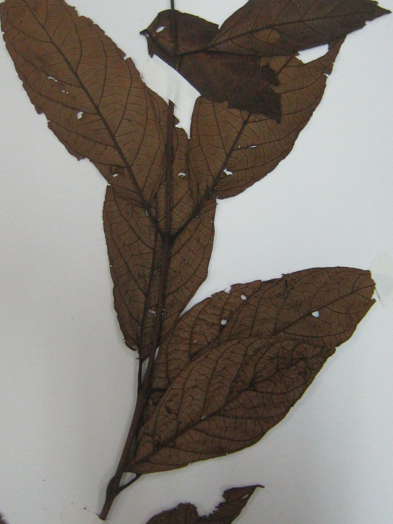 Campomanesia aromatica 2