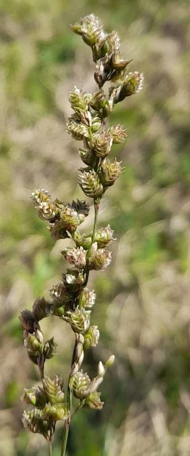 Chascolytrum subaristatum
