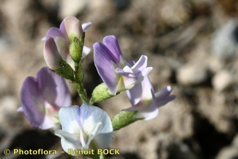 Astragalo austriaco 22