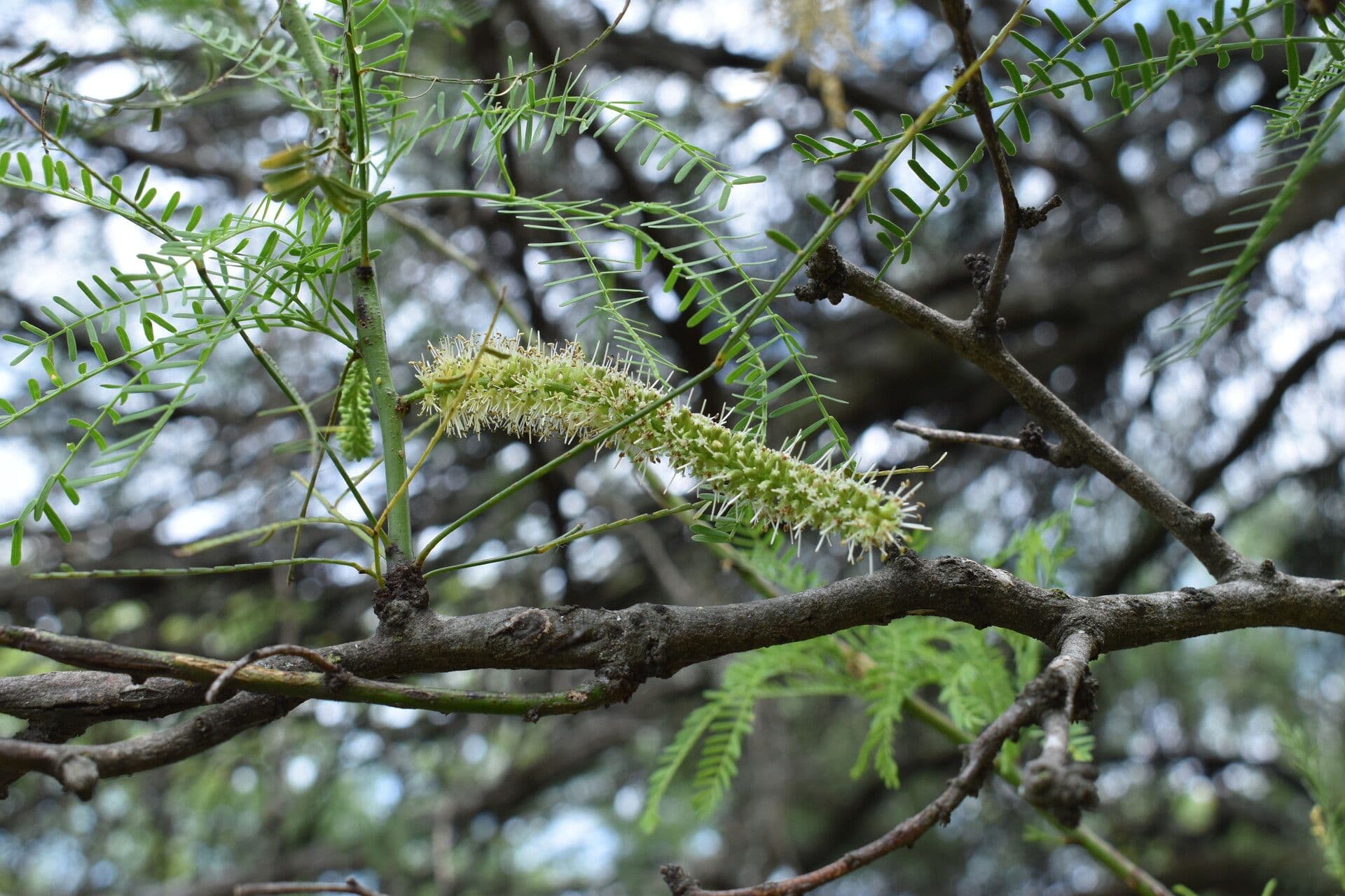 Prosopis 4