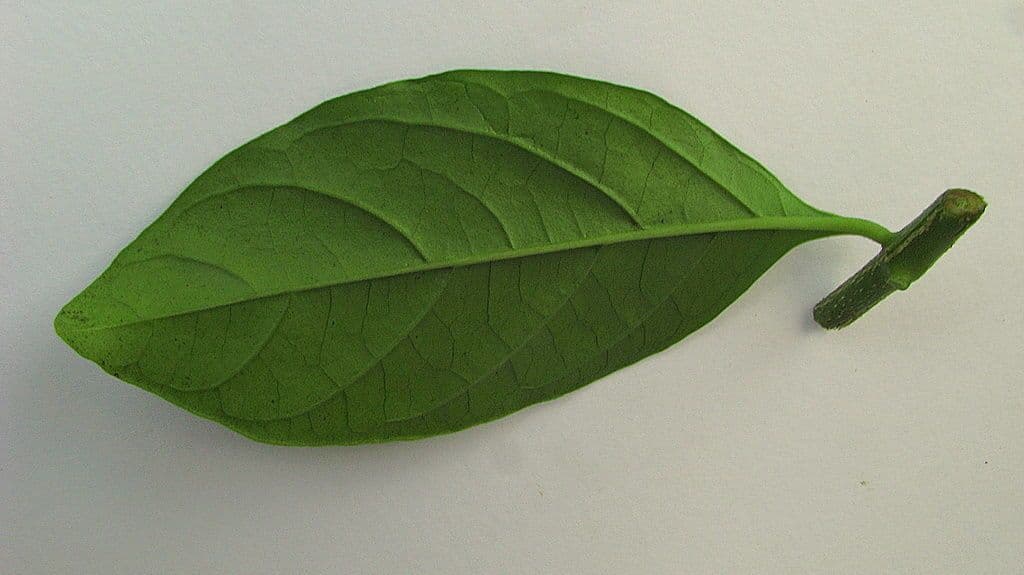 Solanum nudo 22