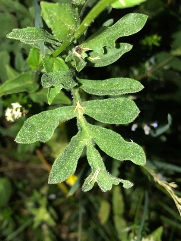 Campanula di Scheuchzer 17