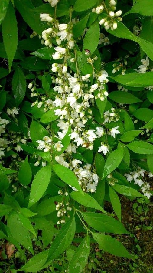 Deutzia scabra 13