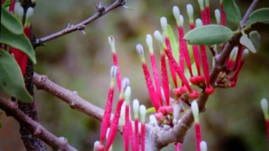 Agelanthus 5