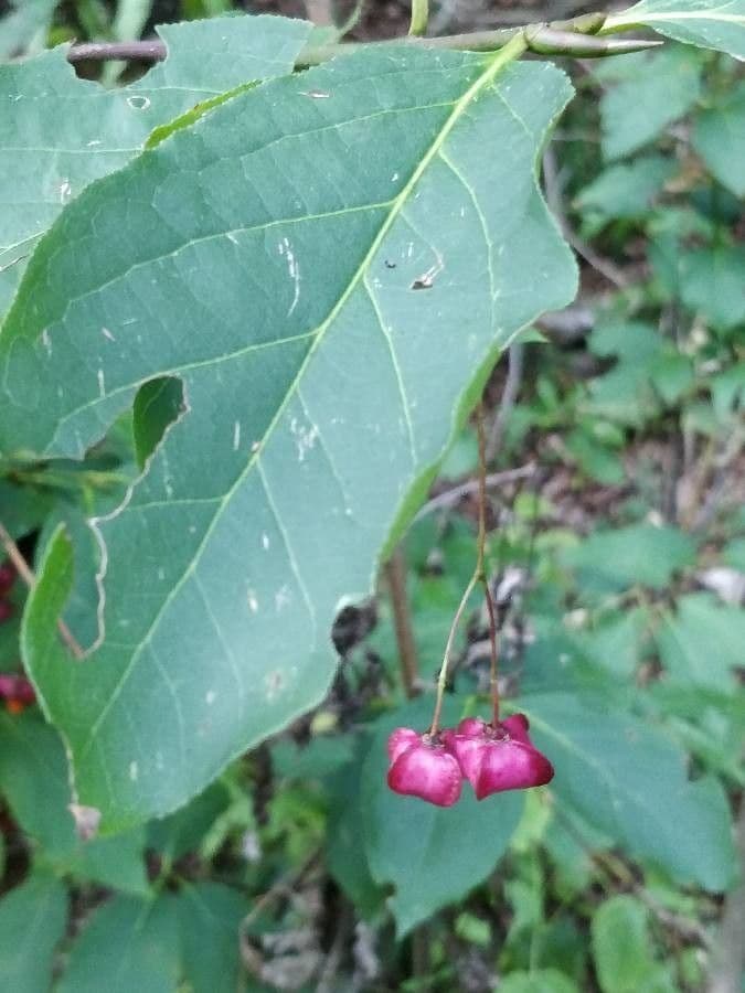 Fusain à larges feuilles 19