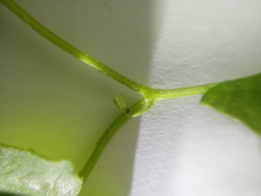 Melothria pendula 22