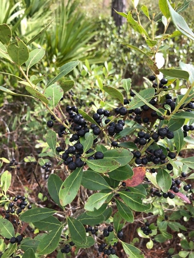Ilex glabra 3