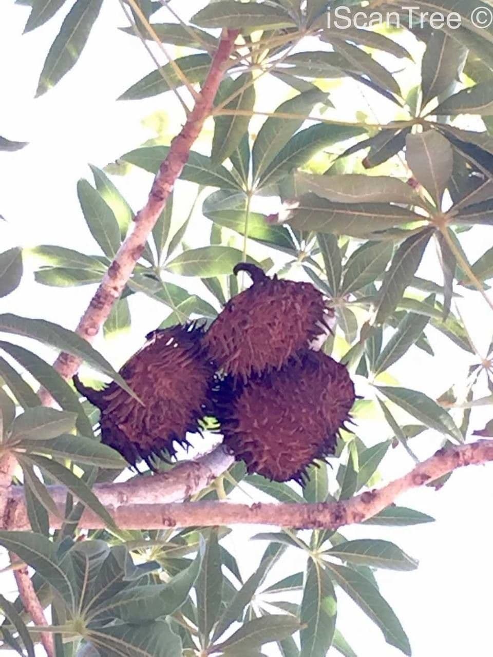 Sterculia 2