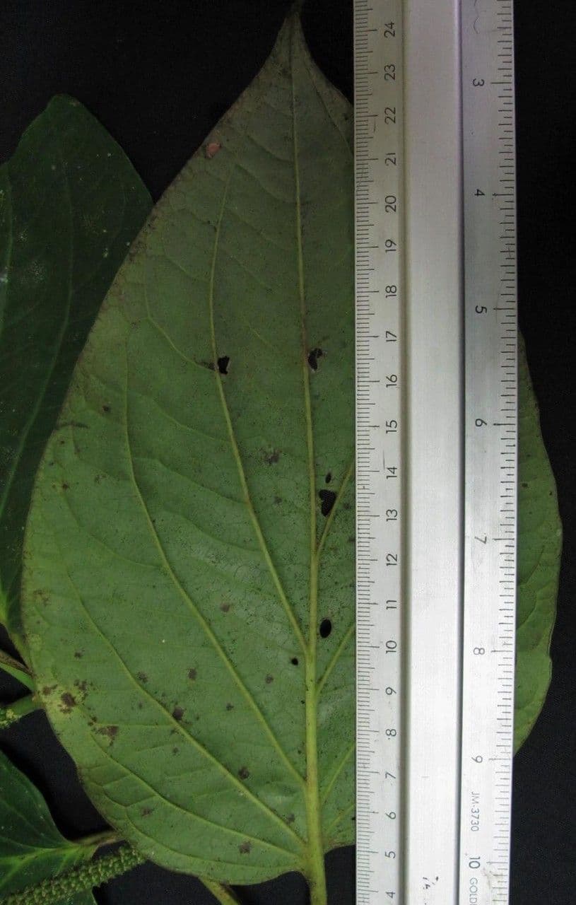 Dicknerviger Pfeffer 8