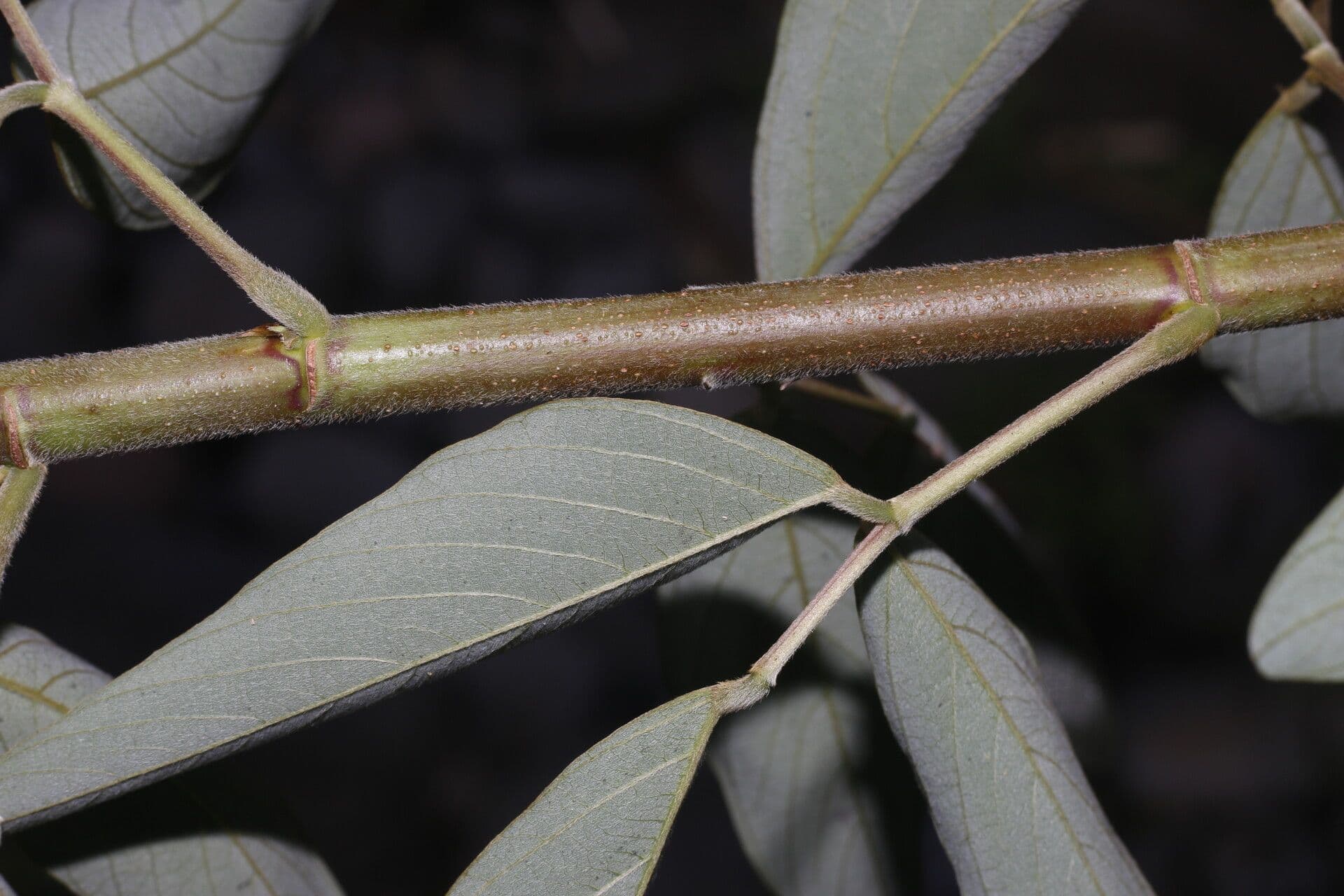 Desmodium cajanifolium 19