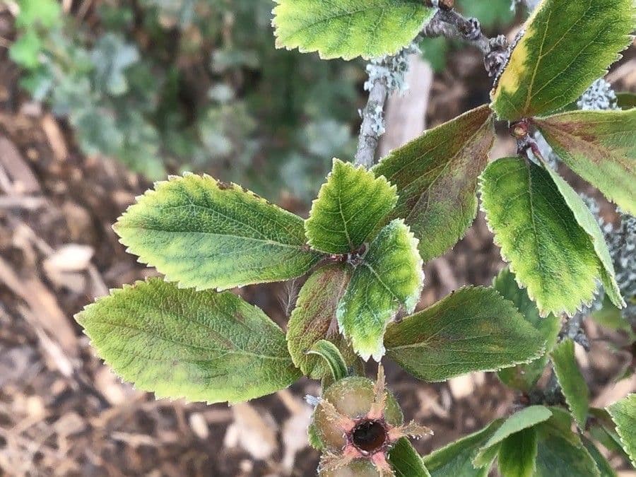 Dwarf hawthorn 2