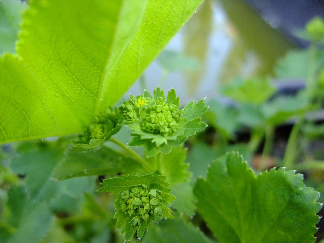 Alchemilla comune 8