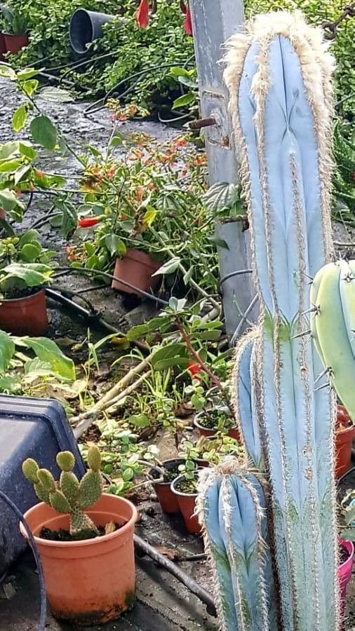 Pilosocereus lanuginosus