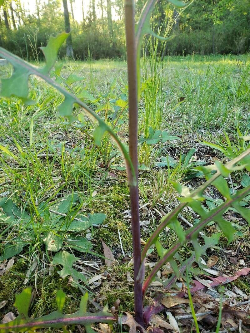 Lactuca 21