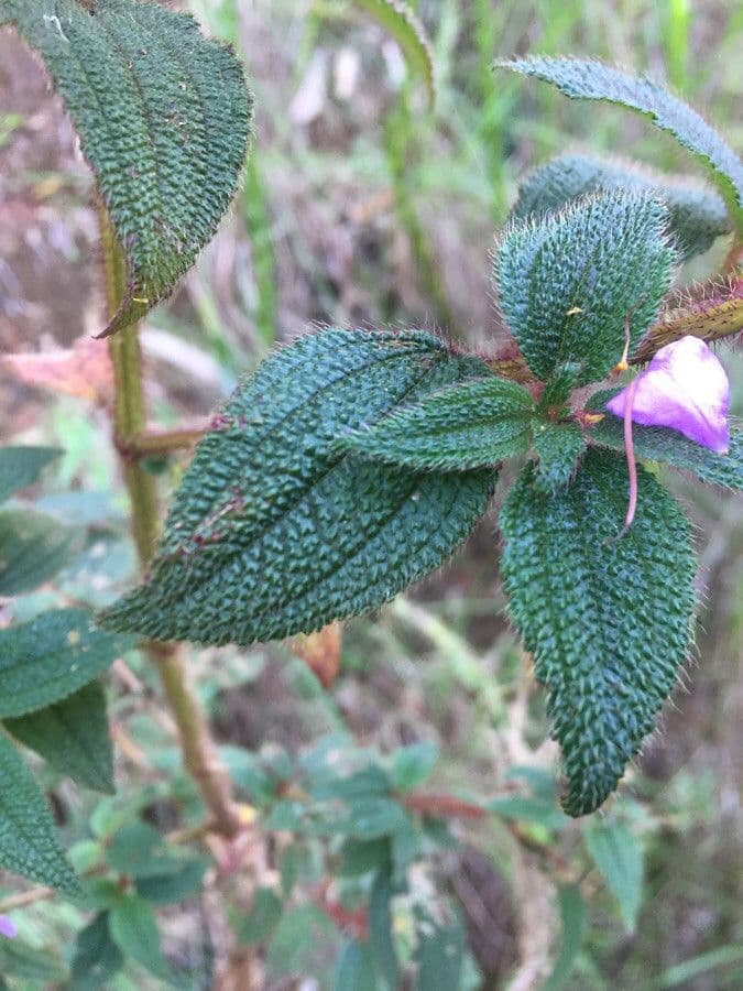 Rhexia virginica 15