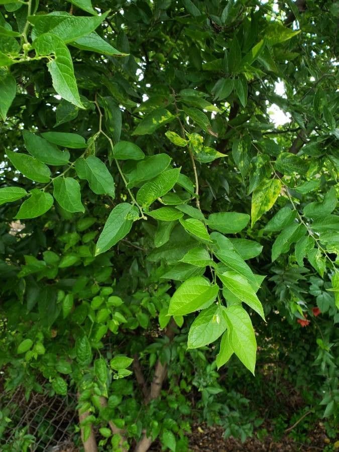Celtis laevigata 18