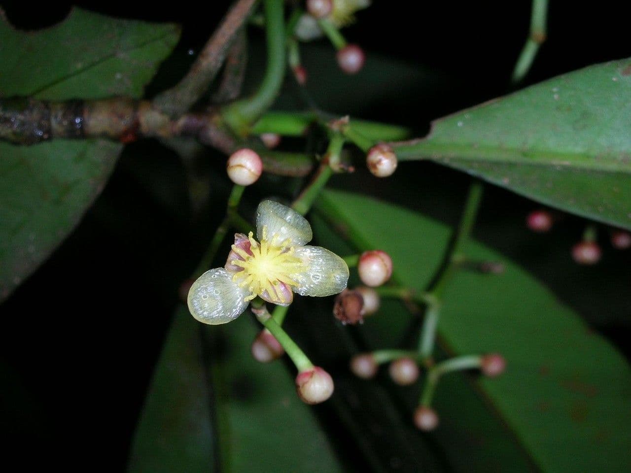 Chrysochlamys 6