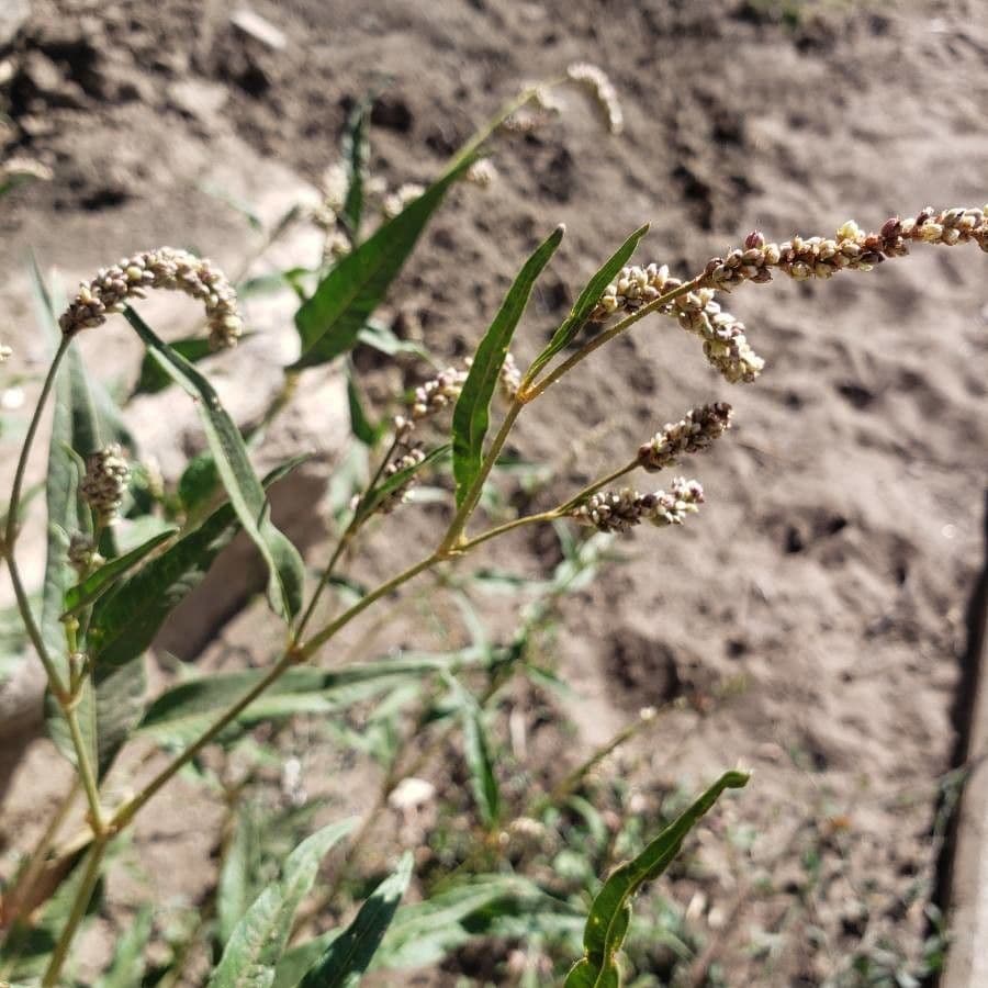 Rumex 7