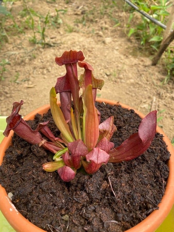Rote Schlauchpflanze 23