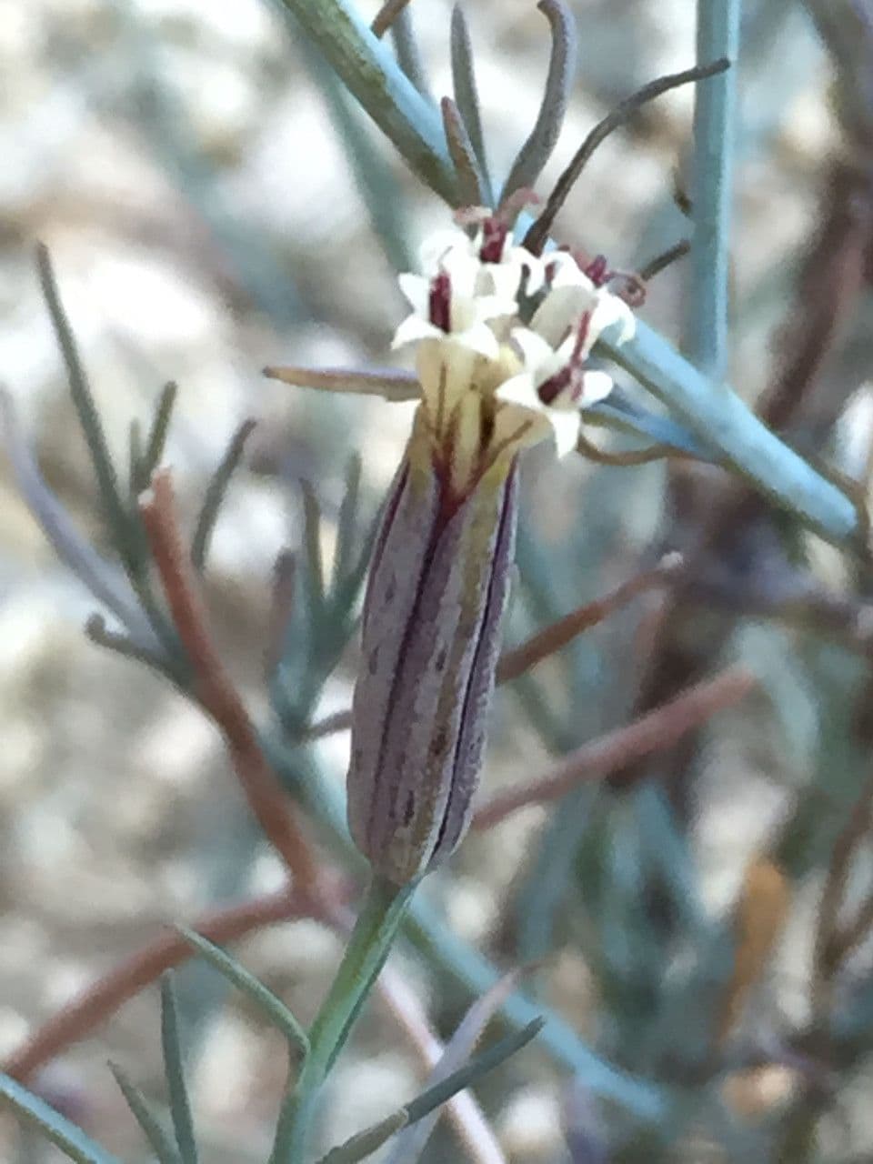 Porophyllum