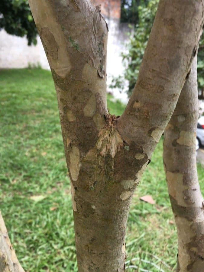 Jabuticaba 25