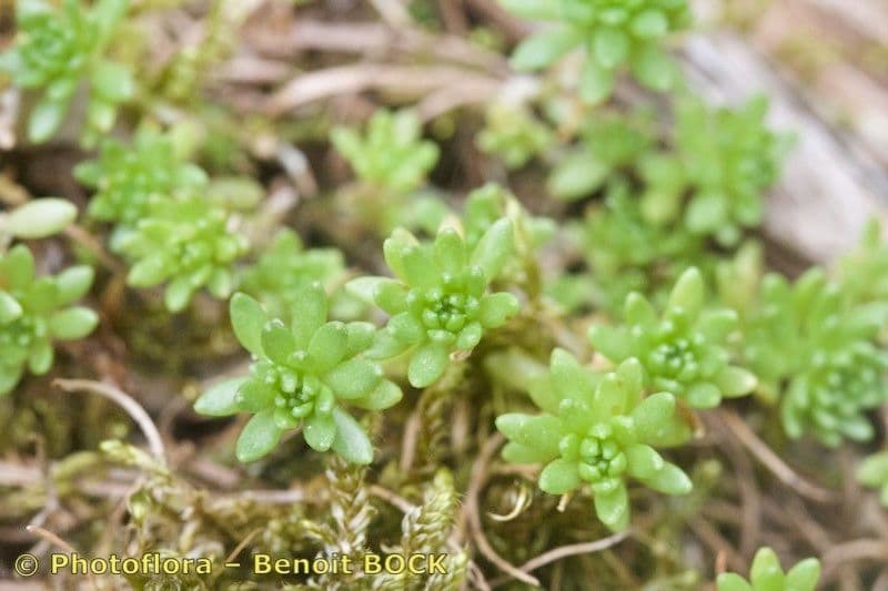 Sedum 15