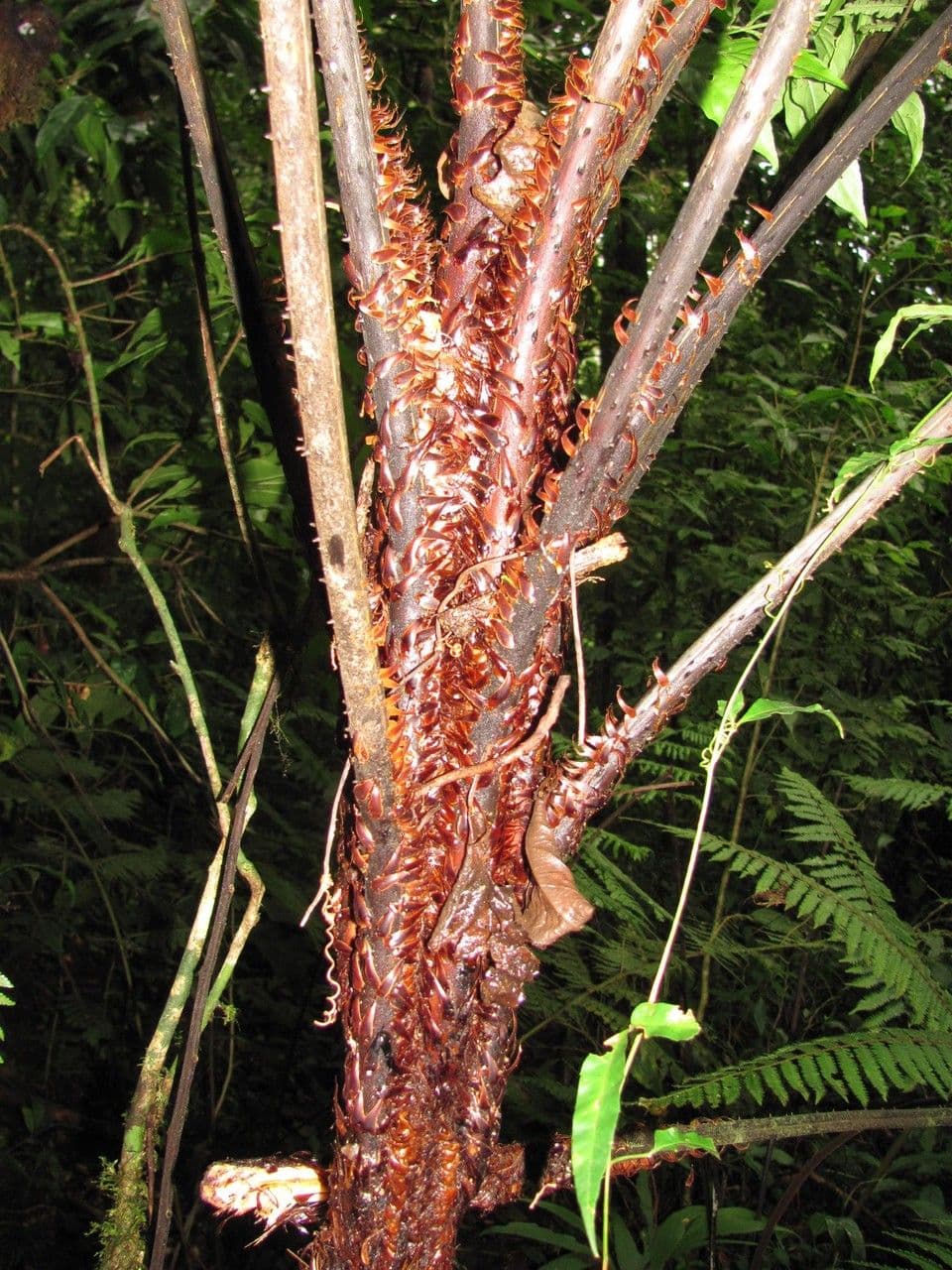 Cyathea multiflora 12