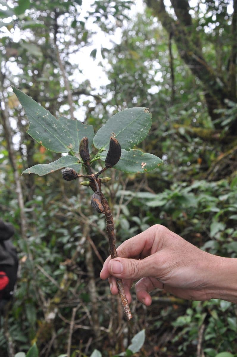 Rododendro 2