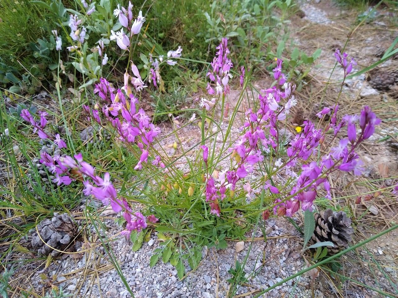 Polygala boissieri