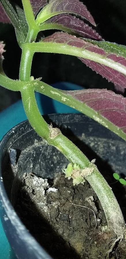 Chrysothemis pulchella 18