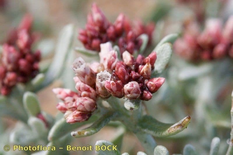 Strohblume 2
