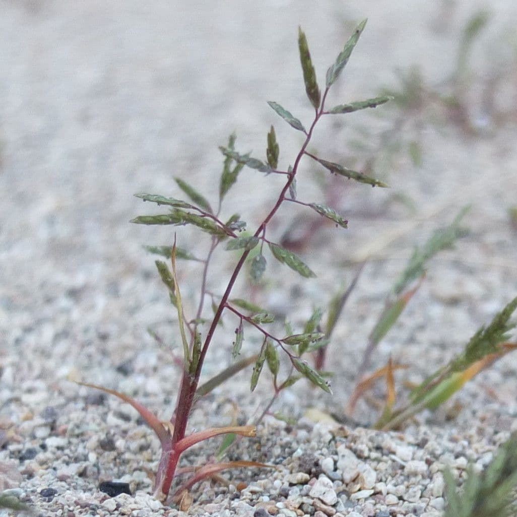 Lovegrass 2