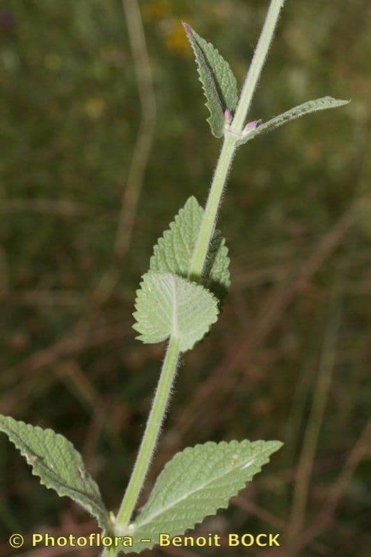Erba gatta 6